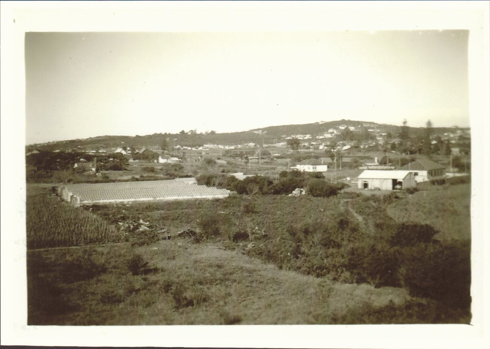 Raicevich Farm, Cross Street, Brookvale