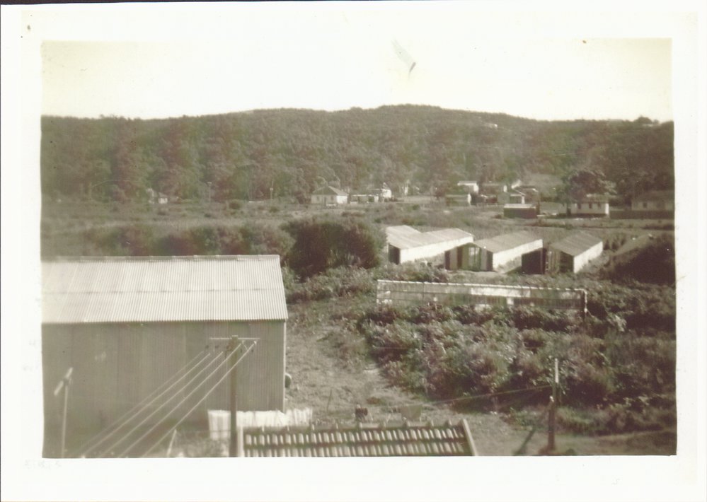 Raicevich Farm Cross Street Brookvale. 