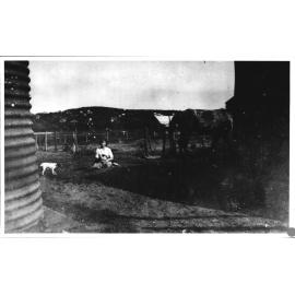 Lizzie's Farm at North Curl Curl