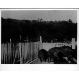 Len Riddle's pig farm at North Curl Curl