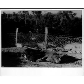 Len Riddle's pig farm at North Curl Curl