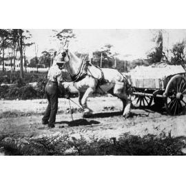Laying tramlines at Brookvale with horse and cart