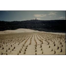 Palm Beach North New Planting on Sand Dunes, looking towards Barrenjoey Lighthouse