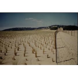 Palm Beach north sand dune plantings
