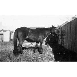 A horse in the backyard of 16 Boronia Street, Dee Why