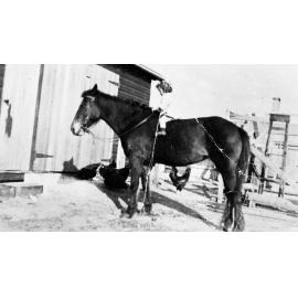 Gwen Guy on Horse named Topsy Behind Guy and Bailey's Store, Dee Why