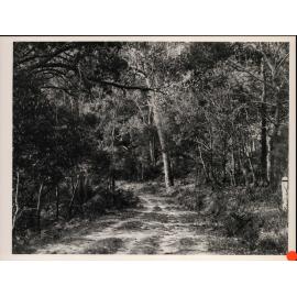 Track on the Way to Barrenjoey, Palm Beach