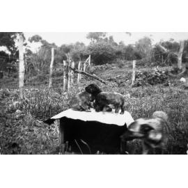 Garden of Turvey family home, Pringle Ave, Belrose