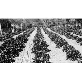 Percy Turvey's strawberry farm, Belrose