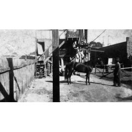 Trotting Horse Red Radium behind Drake's Butchery, Pittwater Road, Brookvale