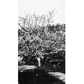 Orchard on Turvey farm, Belrose