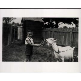 Lawrie Hughes feeding pet goat named Nancy, 63 Howard Avenue, Dee Why