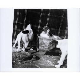 George Brock's hunting dogs