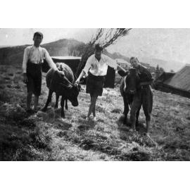 Bob and Stanley Yewen with calves, Newport
