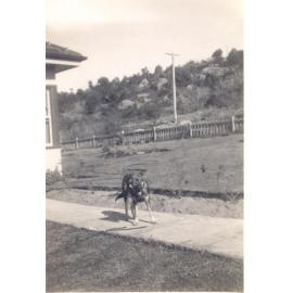 Toby the dog at 63 Pozieres Parade, Allambie