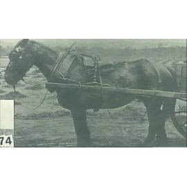 Horse and dray fill in school playground, Narrabeen