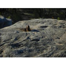 Rock at Bangalley Head, Avalon WWII site.