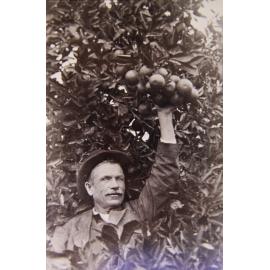James Ware in his orchard in Thornleigh, 1915