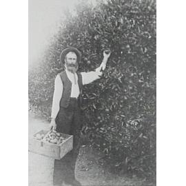 Isaac Larkin picking fruit in his orchard on Waratah Farm, Ingleside
