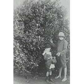Eva and William Larkin picking fruit in the orchard on Waratah Farm, Ingleside.