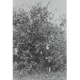 Children in the Ware family orchard in Thornleigh. 