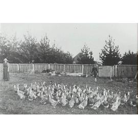 Flock of geese on the Larkin Family's farm 'Waratah Farm' Ingleside. 