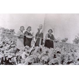 Cunico family on a tobacco farm