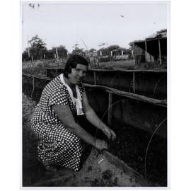 Germana Aloisi tending tomato plants, Dee Why