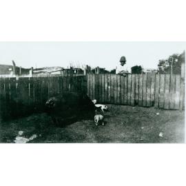 Pigs at Sayce family farm, Abbott Road, North Curl Curl