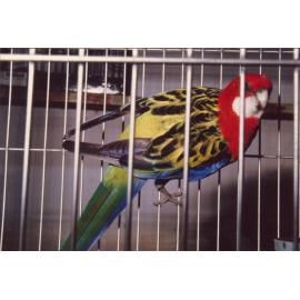 Rosella