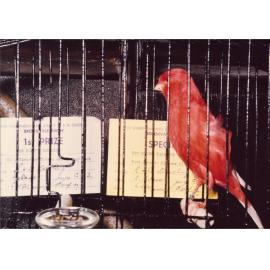 New Colour Canary Wins First Prize at the Brookvale Show