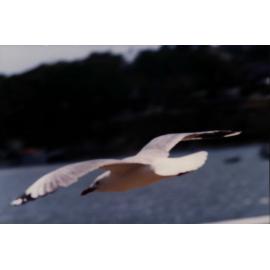Sea gull, Pittwater