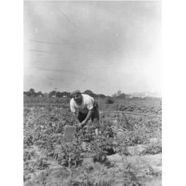 Vescio family farm, Campbell Avenue Dee Why