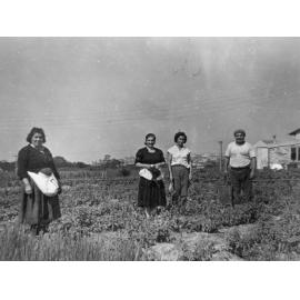 Vescio Family Farm, Campbell Avenue, Dee Why