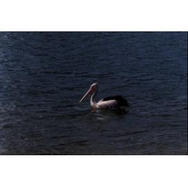 Pelican on Pittwater