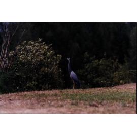 Grey crane, Pittwater