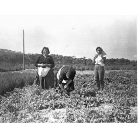 Vescio Family Farm, Campbell Avenue, Dee Why