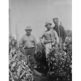 Vescio family farm, Wattle Road, Brookvale