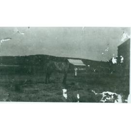 Sayce farm, Abbott Road, North Curl Curl