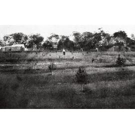 "An orchard scene in the forest, one mile from Brookvale"