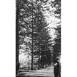Manly Beach Promenade