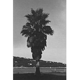 Palm tree at Clontarf