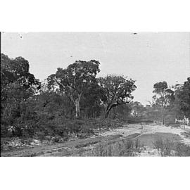 Bushland near Corrie Road, North Manly