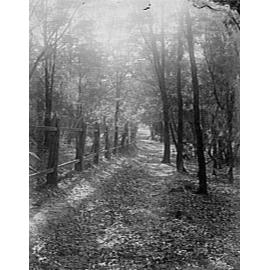 A fence and bush near Corrie Road, North Manly