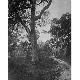 A track and bush near Corrie Road, North Manly