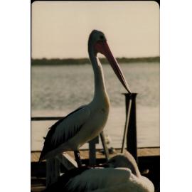 Pelicans, Warringah, c 1980