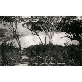 Manly Beach from Fairy Bower showing pine tree plantings