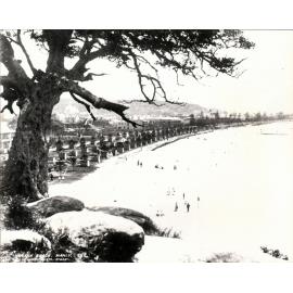 Manly Beach showing young pine trees