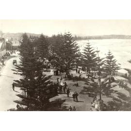 South Steyne Promenade, pines and part of water chute, c 1905