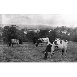 Dairy cattle at St Patrick's College, Manly